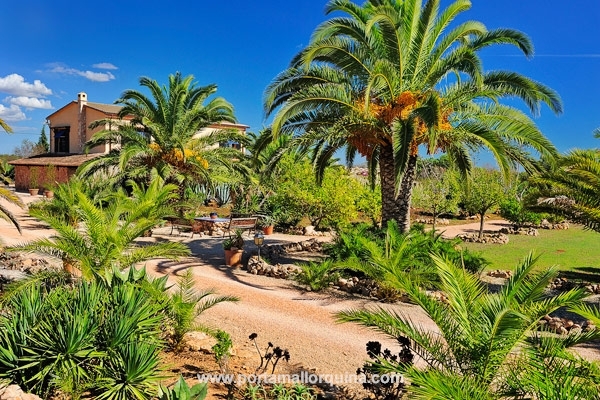 Finca con casa de huéspedes rodeada de un jardín de palmeras