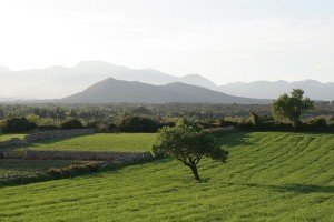 Paisaje verde en el centro de Mallorca