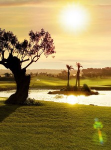 Olivos, palmeras y vides rodean el campo. (Foto: Son Gual)