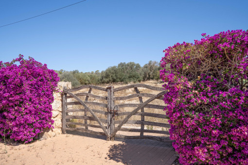 Entrada