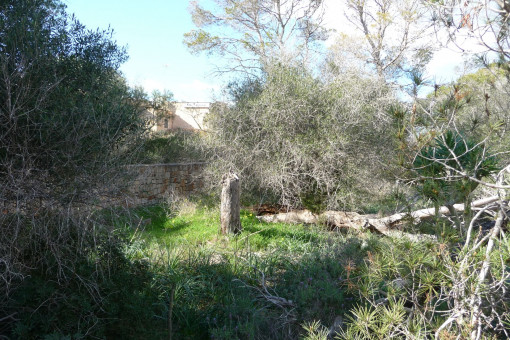 Solar en Cala Figuera