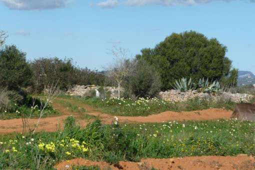 Terreno