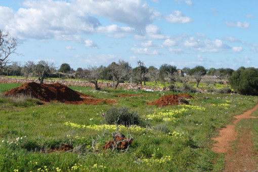 Terreno