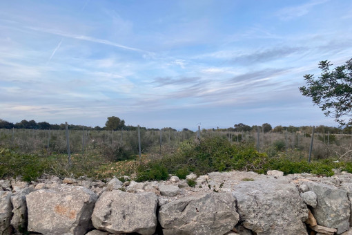  Parcela con vistas al campo