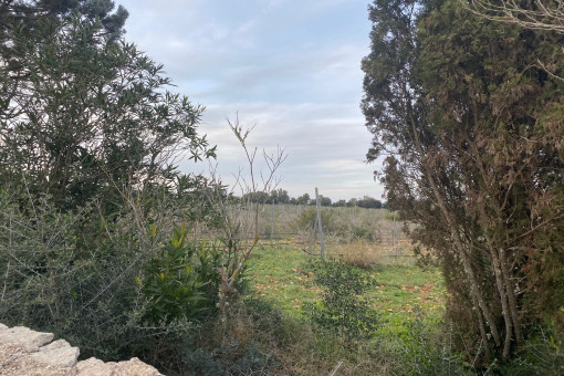 Parcela con vistas al campo