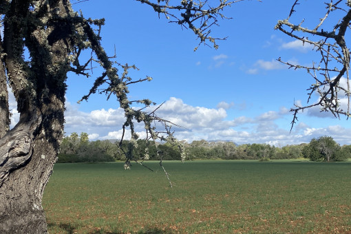 Terreno con vistas a Randa